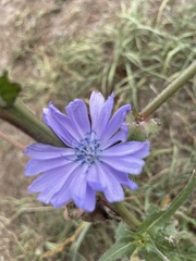 Cichorium intybus