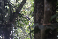 Berenicornis comatus