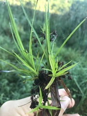 Scirpus polyphyllus