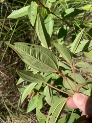 Melastoma
