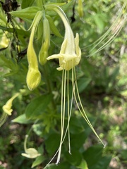 Lithospermum exsertum
