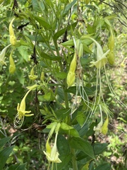 Lithospermum exsertum