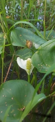 Calla palustris