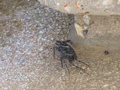 Grapsus grapsus