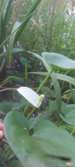Calla palustris