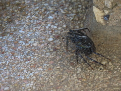 Grapsus grapsus