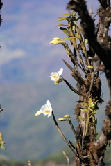 Dendrobium infundibulum