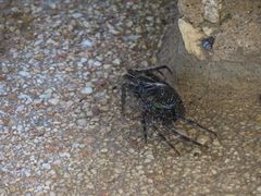 Grapsus grapsus