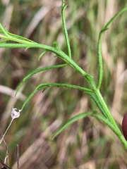 Haloragis heterophylla