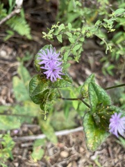Coleosporium elephantopodis