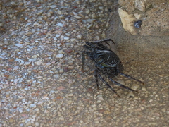 Grapsus grapsus