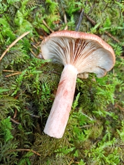 Lactarius rufus