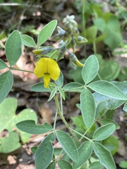 Crotalaria