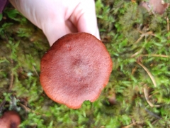 Lactarius rufus