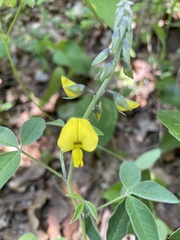 Crotalaria