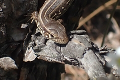 Lacerta agilis