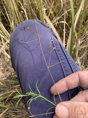 Haloragis heterophylla