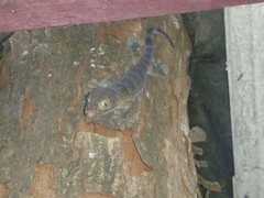 Gekko gecko