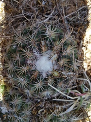 Coryphantha retusa