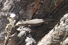 Lacerta agilis
