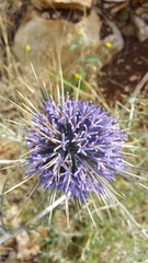 Echinops adenocaulos
