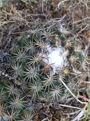 Coryphantha retusa