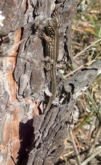 Lacerta agilis