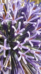 Echinops adenocaulos
