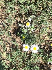 Tripleurospermum inodorum