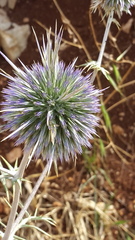 Echinops adenocaulos