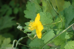 Chelidonium majus