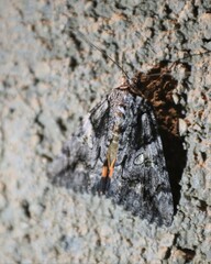 Catocala verrilliana