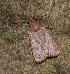 Amphipyra tragopoginis