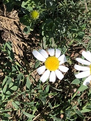 Tripleurospermum inodorum