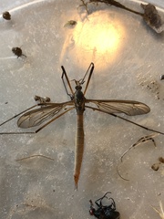 Tipula paludosa