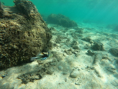 Rhinecanthus aculeatus