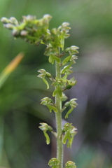 Neottia ovata