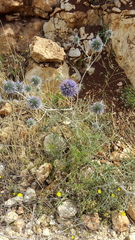 Echinops adenocaulos
