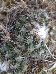 Coryphantha retusa