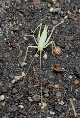 Meconema thalassinum