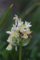 Dactylorhiza sambucina
