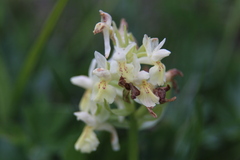 Dactylorhiza sambucina