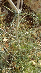 Echinops adenocaulos
