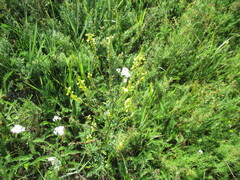 Melilotus suaveolens