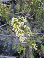 Erica lutea