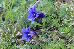 Gentiana clusii