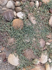 Euphorbia serpens