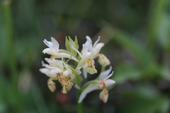 Dactylorhiza sambucina