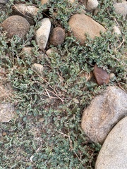 Euphorbia serpens