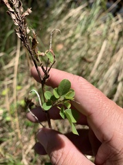 Desmodium tortuosum